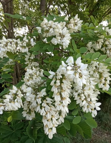 black locust