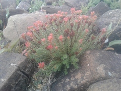 Rhodiola quadrifida