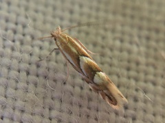 Phyllonorycter