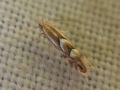 Phyllonorycter