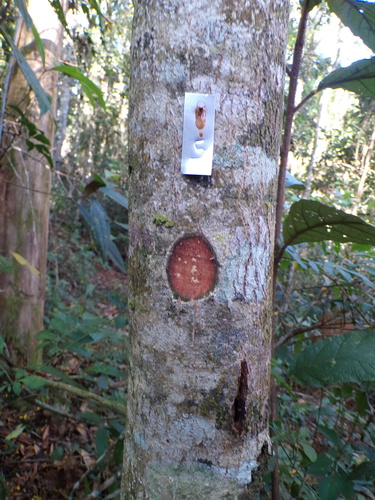 Manilkara subsericea