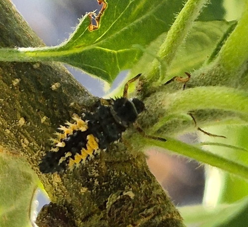 Asian Lady Beetle