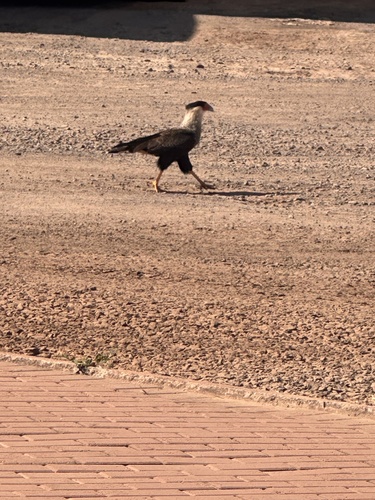 Crested Caracara