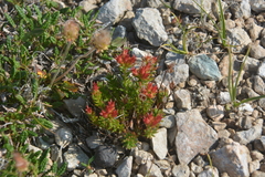 Rhodiola quadrifida