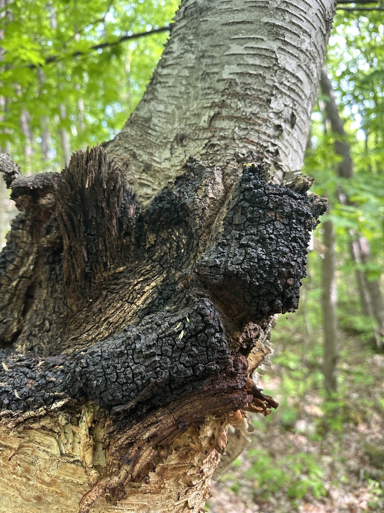 chaga · May 2026 · photo: Photo: (c) brendanboyd, some rights reserved (CC BY) · iNaturalist