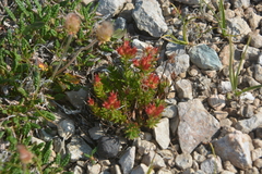 Rhodiola quadrifida