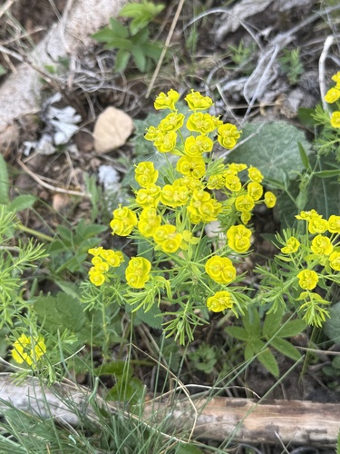 cypress spurge