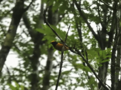 Euphonia saturata