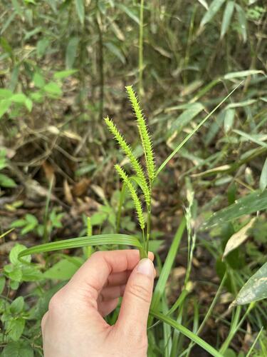 Carex subtumida iNat (2)