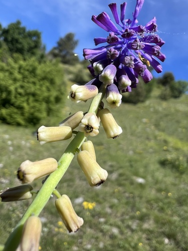 Muscari tenuiflorum (Muscari tenuiflorum)