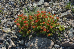 Rhodiola quadrifida