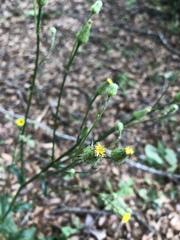 Hypochaeris chillensis