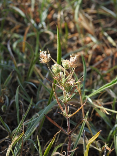 Plantago afra, photograph 4