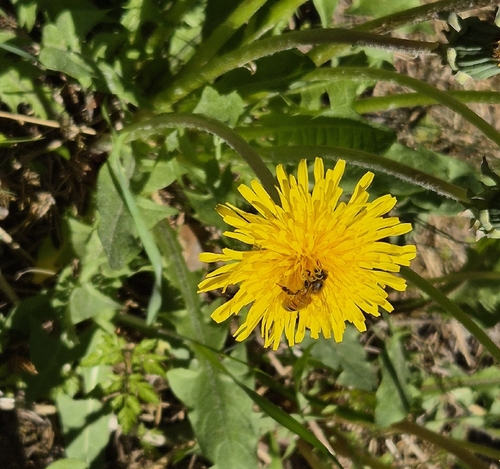Western Honey Bee