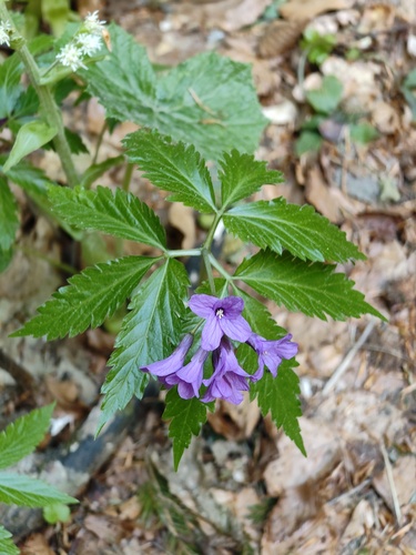 Cardamine glanduligera, photograph 2