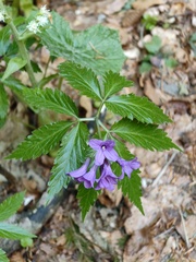 (c) xulescu_g, some rights reserved (CC BY-SA) Cardamine glanduligera, photograph (c) xulescu_g, some rights reserved (CC BY-SA)