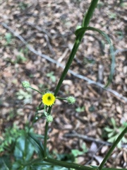 Hypochaeris chillensis