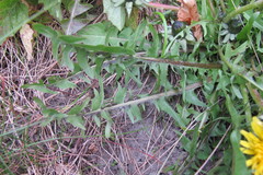 Taraxacum tumentilobum