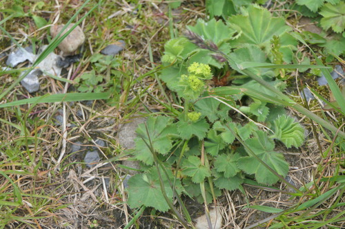 Lady's-mantle (Alchemilla mollis)