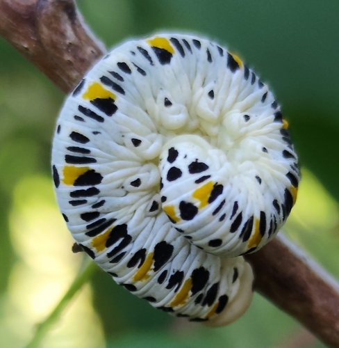 Almond Sawfly