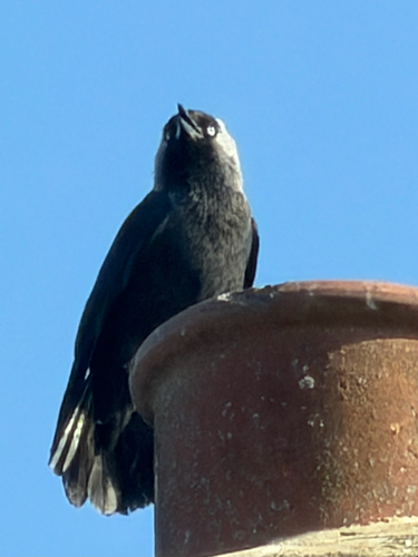 Eurasian Jackdaw
