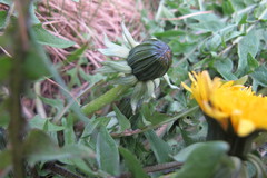 Taraxacum tumentilobum