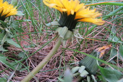 Taraxacum tumentilobum
