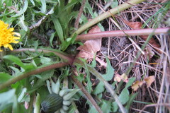 Taraxacum tumentilobum