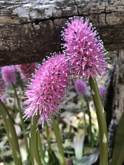 Helonias bullata