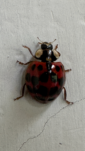 Asian Lady Beetle