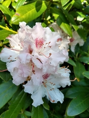 Rhododendron