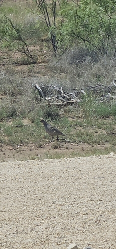 Scaled Quail