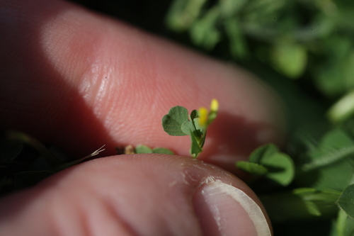 Trifolium micranthum, 2026-05-29