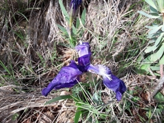 Iris lutescens