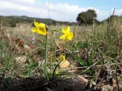Narcissus assoanus