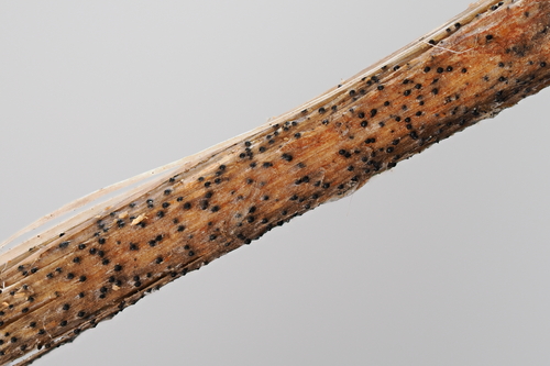 iNaturalist observation photo of Ascomycete Fungi