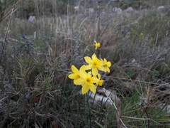 Narcissus assoanus