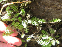 Leptinella