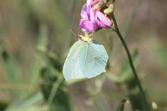 Gonepteryx rhamni