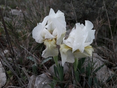 Iris lutescens