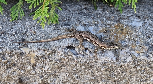 Common Wall Lizard