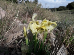 Iris lutescens
