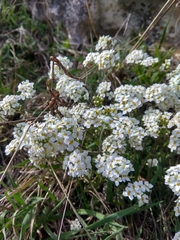 Schivereckia podolica