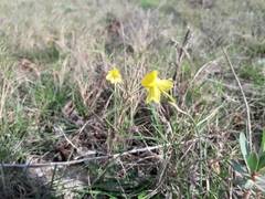 Narcissus assoanus