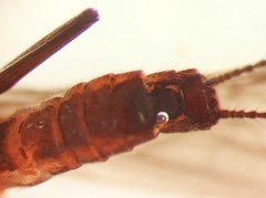 Capnia elongata