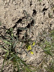 Lomatium farinosum hambleniae