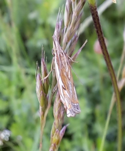 Scarce Grass-veneer
