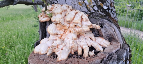 chicken of the woods