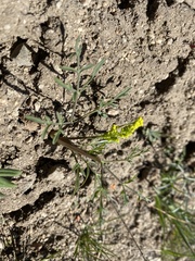 Lomatium farinosum hambleniae