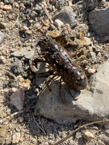 Spinycheek Crayfish
